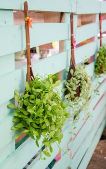 Green plants with small leaves used to hang.