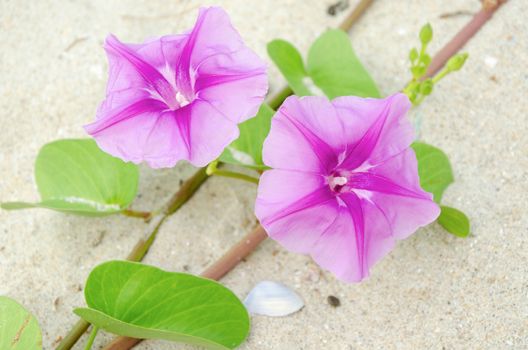 Ipomoea flowers on the beaches of Thailand.