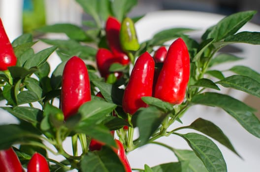 Red Chili with small   for ornamental gardens.