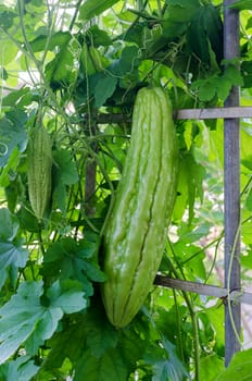 bitter gourd-bitter melon-bitter cucumber-balsam pear hangs on lush green vines