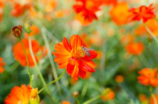 Bee and orange flowers  in beautiful day.