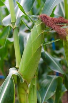 Fresh corn is ready to harvest in the fields.