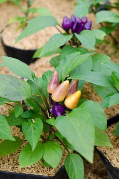 Chili with small purple  for ornamental gardens. , Have another name called Bolivian Rainbow Chili.