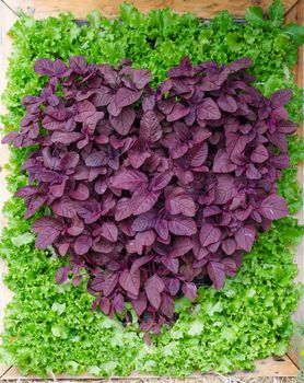 Ornamental plants is beautiful purple heart shape.