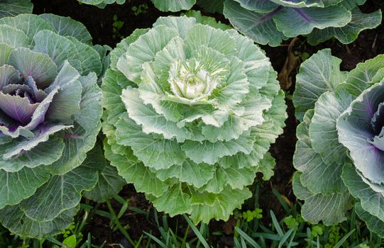 Green Lettuce on field