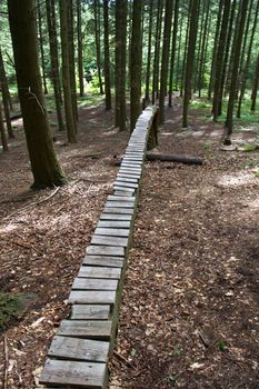 Landscape forest in denmark in the summer