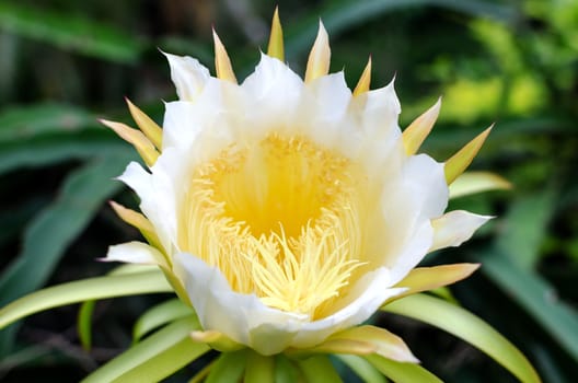 Dragon fruit flowers are  bloom beautifully.