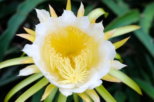 Dragon fruit flowers are  bloom beautifully.