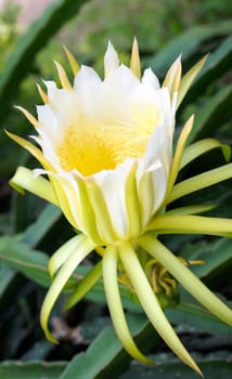 Dragon fruit flowers are  bloom beautifully.