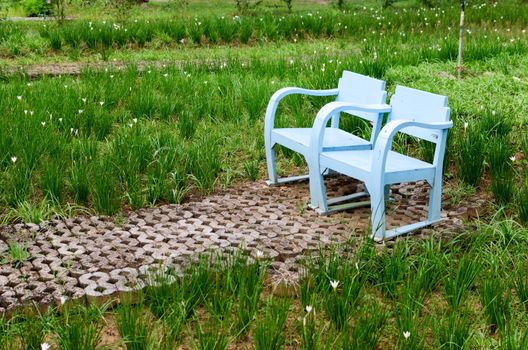 Blue wooden lawn chairs in the spring garden.