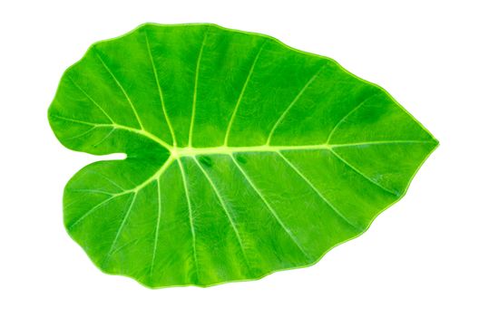 Green Caladium leaf,Elephant Ear  isolate on white background