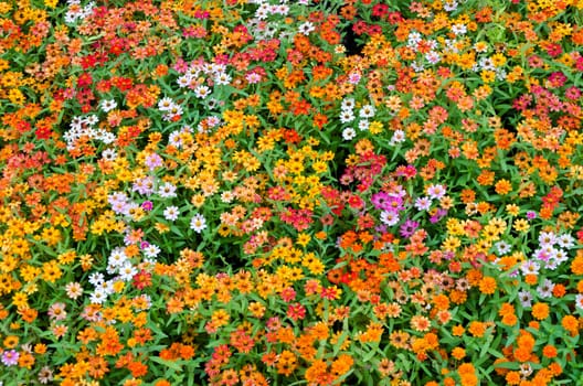 Bright colorful blooming  flowers on  field