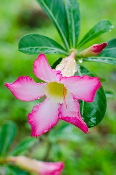 Floral background. Tropical flower Pink Adenium. Desert rose.