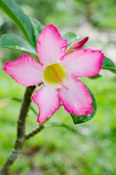 Floral background. Tropical flower Pink Adenium. Desert rose.