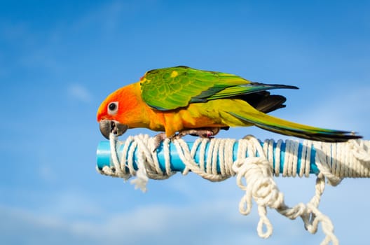 Beautiful colorful parrot, Sun Conure (Aratinga solstitialis),native bird to northeastern South America.