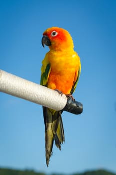 Beautiful colorful parrot, Sun Conure (Aratinga solstitialis),native bird to northeastern South America.