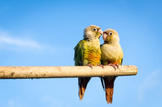 Sun Conure Parrot perched on hand with blue sky.