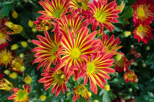 Beautiful of orange chrysanthemums  flower in natural background