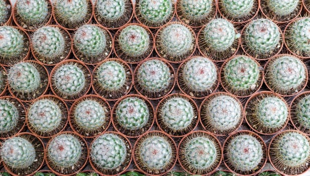 Cactus seedling. Small decorative cactus plants
