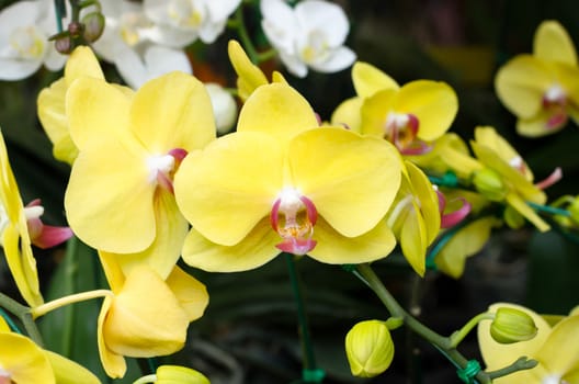 the image of yellow orchid flowers in garden