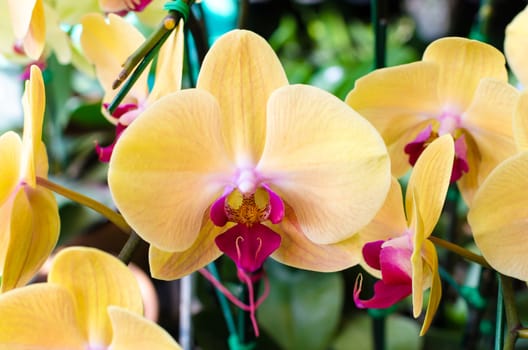 the image of yellow orchid flowers in garden