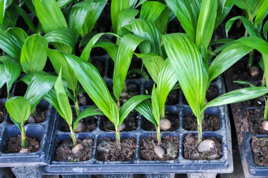 Seedlings of oil palm . For agriculture in tropical areas of Thailand .