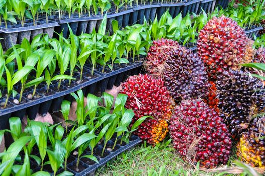 Seedlings of oil palm . For agriculture in tropical areas of Thailand .