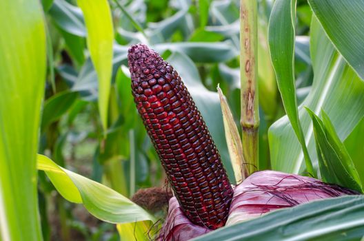 Fresh red sweet corn is ready to harvest in the fields.