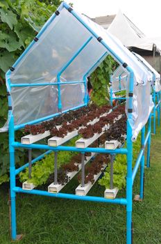 Hydroponics  grow vegetables without using soil.