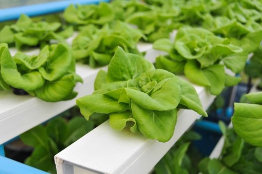 Hydroponics  grow vegetables without using soil.