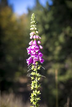 Digitalis purpurea - Common foxglove, purple foxglove or lady's glove