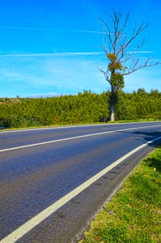 Curve way of asphalt road in the green view