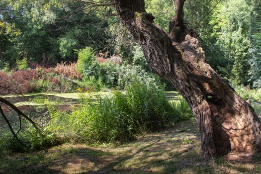 Broken trunk of an old tree. Wild nature with small river, bushes, plants and trees in the background. Summer day.