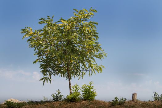 Lonely young tree, growing on the edge of a small hill, just with a blue sky in the background and some clouds on the horizon. Looks like its growing at the end of the world.