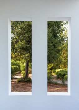 White wall with two niche. Framing for a fresh green nature with an olive tree.