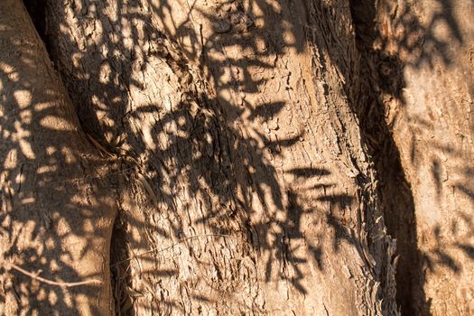 Late summer afternoon sunshine. Olive tree trunk, cracked skin with a projection - shadow of the branches with leaves.