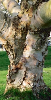 Images of trees without their leaves, taken in the depth of winter.