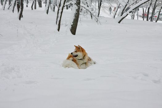 Akita Inu and Samoyed enjoying in the forest covered with snow