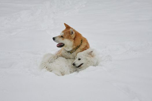 Akita Inu and Samoyed enjoying in the forest covered with snow