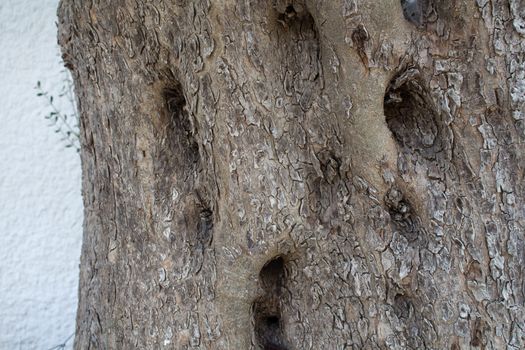 Detail of the trunk of an old tree. Cracked skin and big holes in the trunk. White wall in the background.