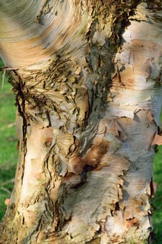 Images of trees without their leaves, taken in the depth of winter.