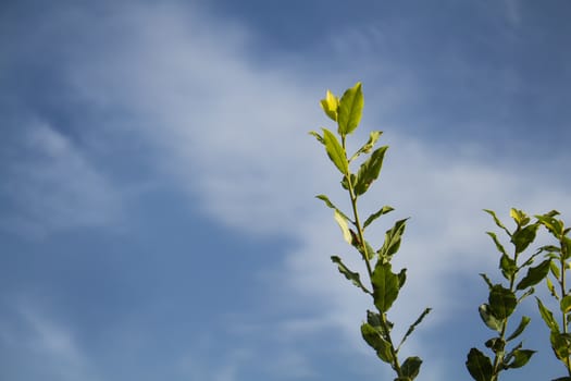 Young branch with green leaves. Cloudy sky in the background.