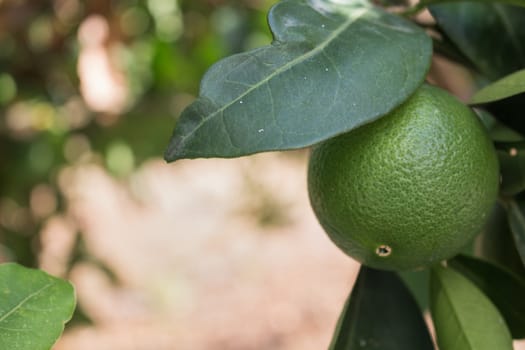 Fresh green orange still growing on a tree.