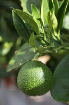 Fresh green orange still growing on a tree.