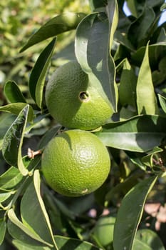 Fresh green orange still growing on a tree.