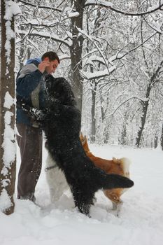 Man playing with three dogs in the forest covered with snow