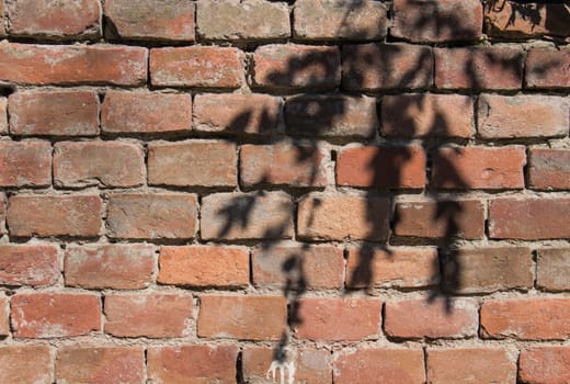Old wall made of various tones of orange color. Shadow of a twig with leaves.