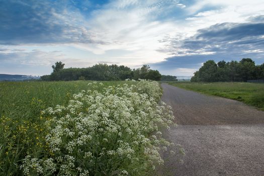 Spring early morning. Rape field lined by the white flowers. Country road. Cloudy sky.