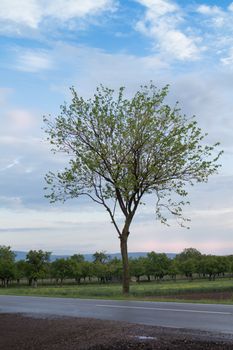 Early morning after a spring storm. Lonely tree with the background of a cloudy sky.