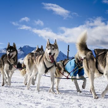 musher dogteam driver and Siberian husky at snow winter competition race in forest